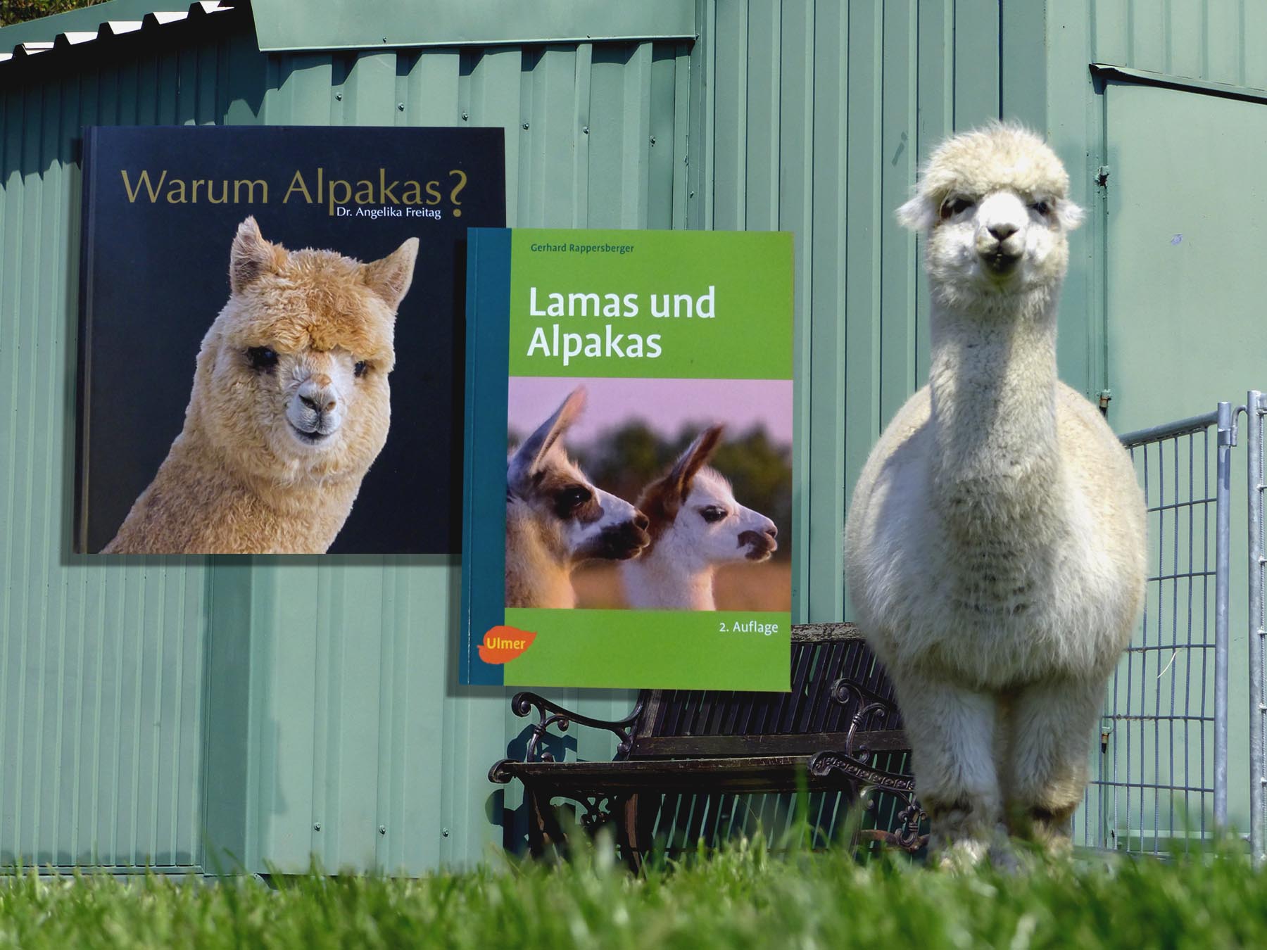 Buchempfehlung Tegelfeld Alpakas